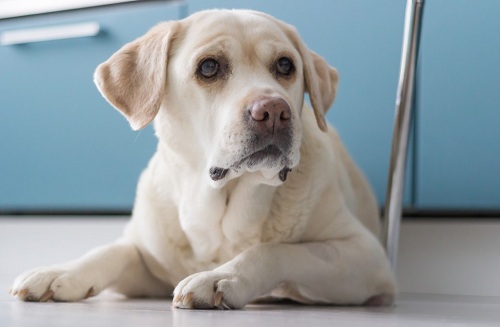 Shedding or grooming of Labrador Retriever Dog
