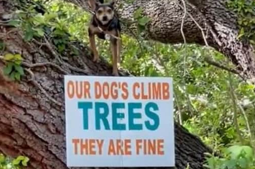 Signboard Reads ‘Our Dogs Climb Trees’ Passes the Vibe Check