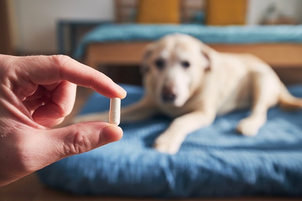 Some Tricks For Feeding Pills To Your Dog