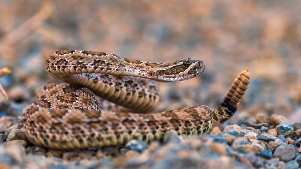 Tips to Save Dogs from Rattlesnake