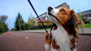 Using A Long Line While Training Your Dog