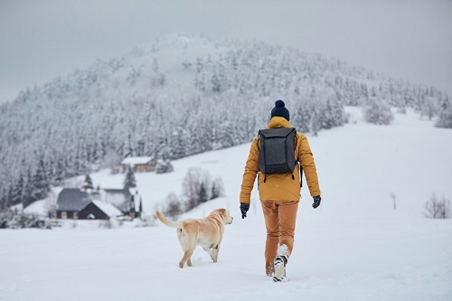 what to do if you see a coyote while walking your dog