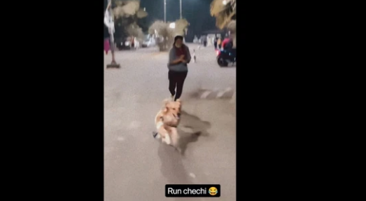 Watch How Dog Reacts When it sees the Street Dogs