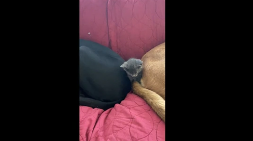 Watch How Kitten Sleeps With Two Big Dogs