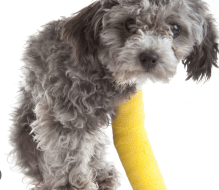 bone fractures in dogs