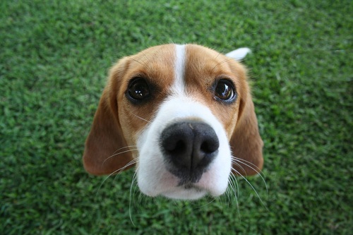 how to groom beagle