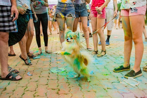 play holi with dogs