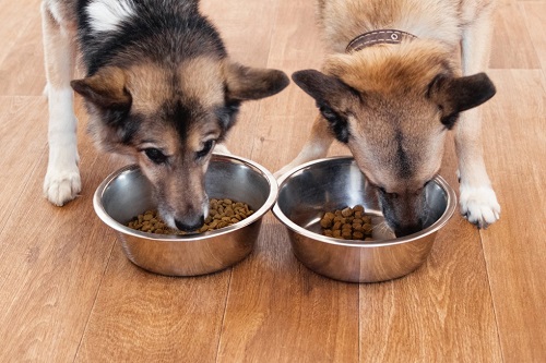 what to do when pet food is out of stock