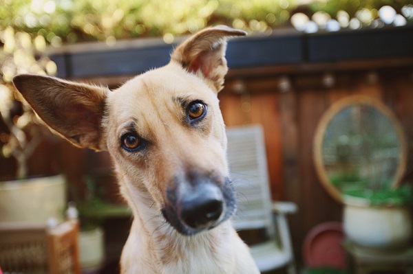 4 Amazing Facts About Dog Ears