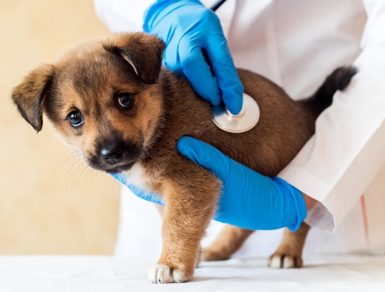 5 medical terms veterinarians want every dog owner to know