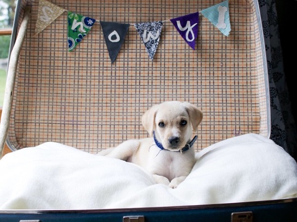 Welcoming a puppy into the family is exciting and overwhelming – and one challenge is naming the pet. Here are the tips for choosing puppy names.