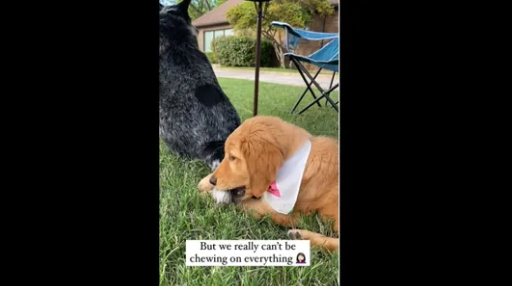 A screengrab from the video of the puppy that likes to chew on everything.(winniethegoldenpupper/Instagram)