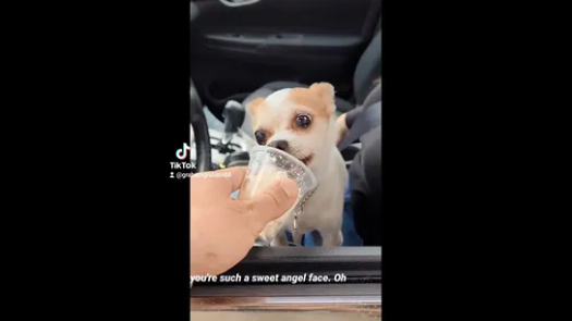 Barista records himself giving out Puppuccinos to dogs