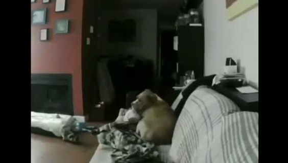 Camera captures what this dog missing