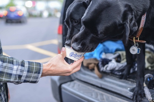 Can Dogs Have Ice Creams