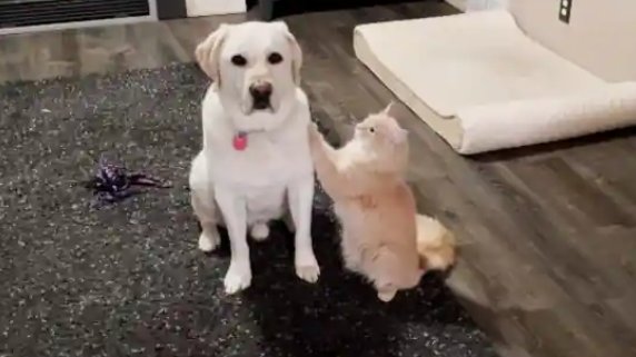 Cat tries hard to convince dog that it is snuggle time. Watch funnily cute video