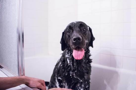 Certain breeds need more frequent baths than others
