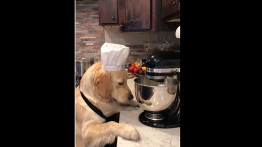 Chef Dog Will Impress You with Its Cooking Skills
