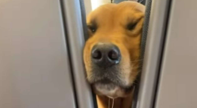 Cute Co-Passengers Dogs Who Just Wants Your Snack