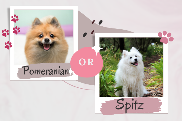 Difference Between Pomeranian and Spitz of India