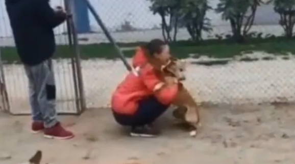 Dog Reunites With Humans After Stolen 5 Years Ago