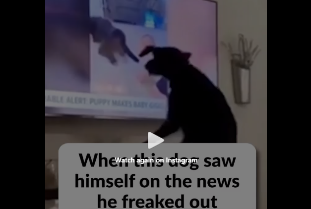 Dog Saw Himself on the News and couldn’t stop jumping with excitement
