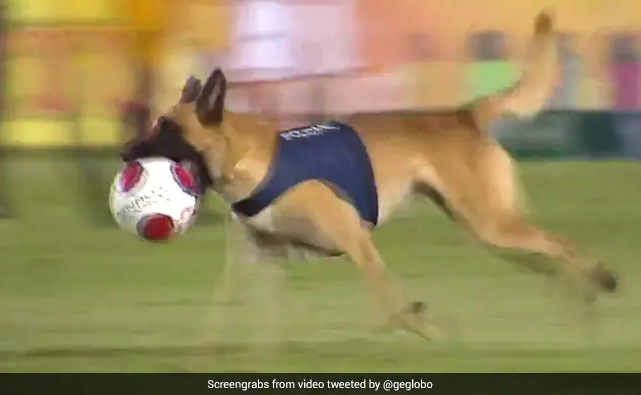 Dog Steals The Show During a Local Football Match in Brazil