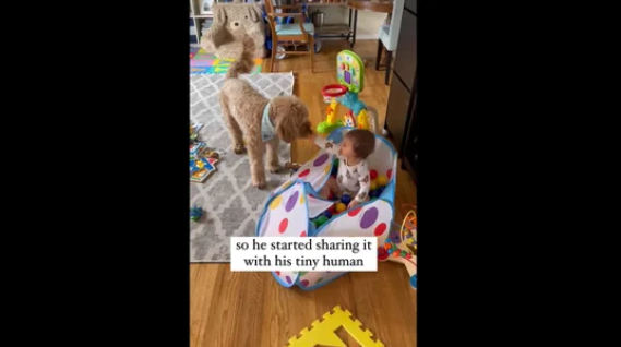 Dog and toddler play together in a ball pit