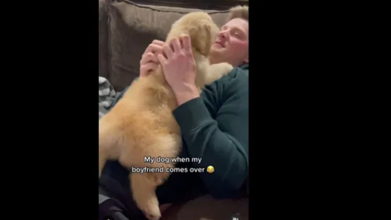 Dog loves whenever its human’s boyfriend comes over
