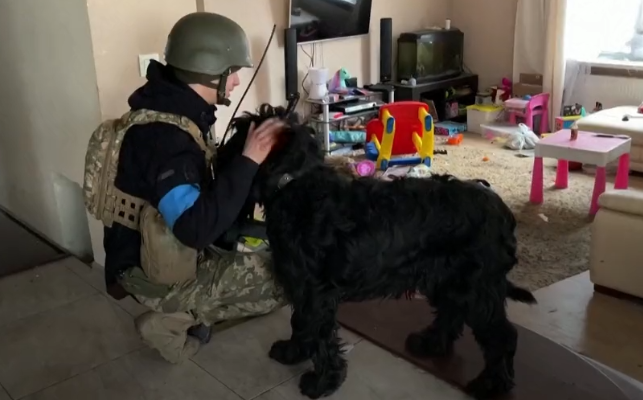 Dog saved by Ukrainian soldiers from abandoned home