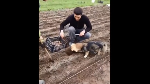 Dog takes up the role of helper, assists men in planting potatoes