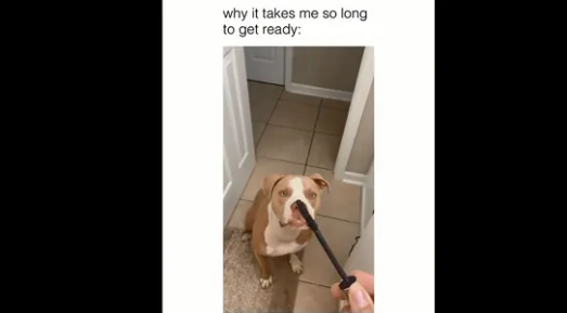 Dog wants to put makeup on, growls till human pretends to put some on her
