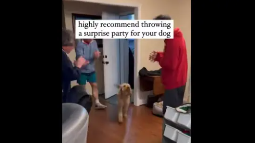 Dog's cute expression on being thrown a surprise birthday party