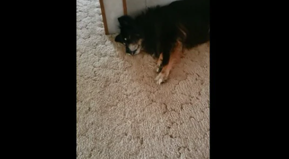 Dog’s reaction to human waking him up will melt your heart