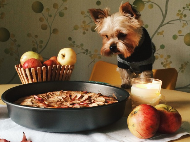 10 Foods Your Dog Should Never Eat – Toxic food for dogs