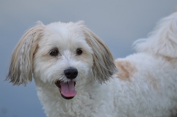 Havanese Dog In India - All You Want To Know