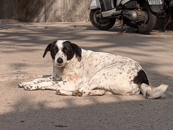 How To Domesticate Indian Stray Dogs?