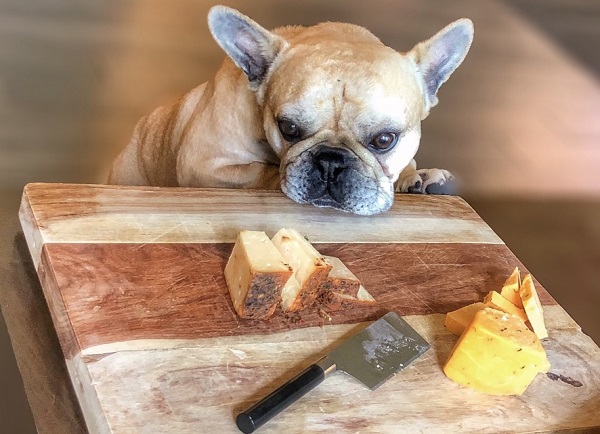 Is Cheese Good For Dogs What You Should Know