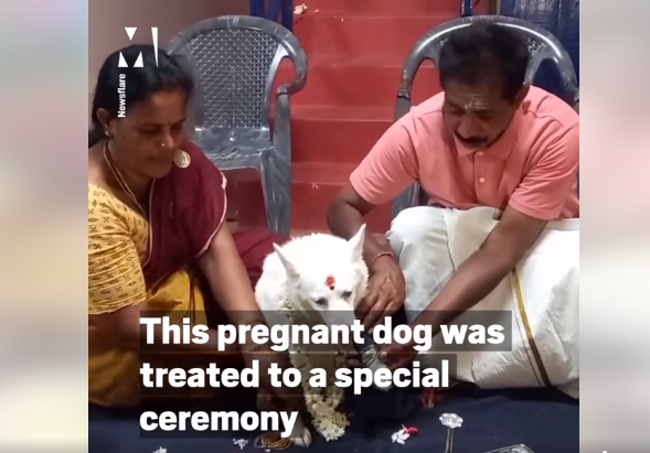 Pet Parents in Tamil Nadu, India Organize Baby Shower