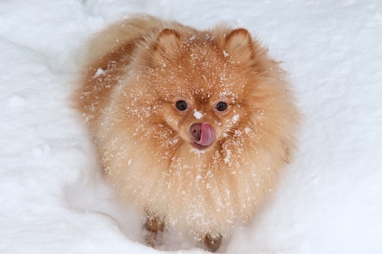 Pomeranian Dog Breed