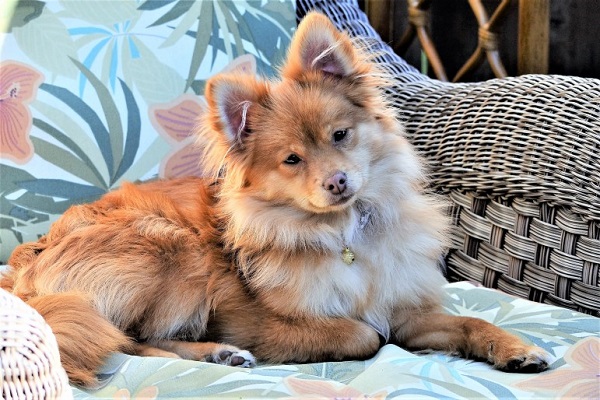 Chó Pomeranian – Mọi điều bạn muốn biết về