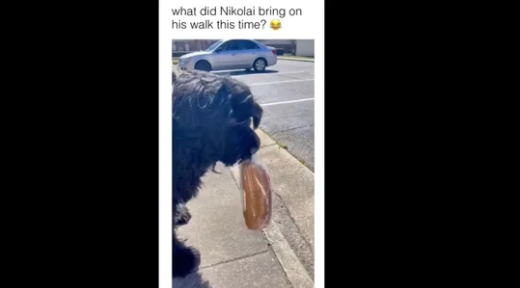 The dog never returns empty handed and always brings something back when out on a walk in this adorable video posted on Instagram.