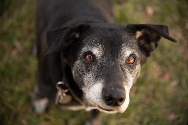Training Tips And Tricks For Senior Dogs