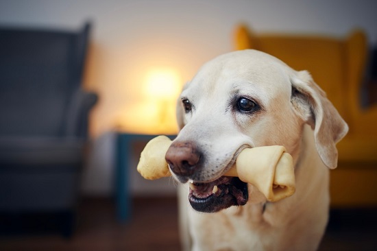 Two types of bones that dogs may eat