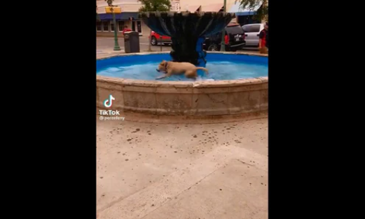 Watch Adorable Reactions of Dog Enjoying in a Fountain