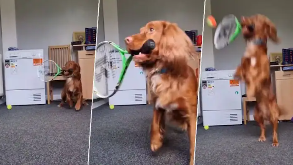 Watch The Impressive Skills of Dog Playing Tennis