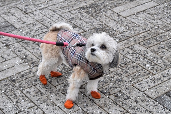 Why You Need Dog Boots