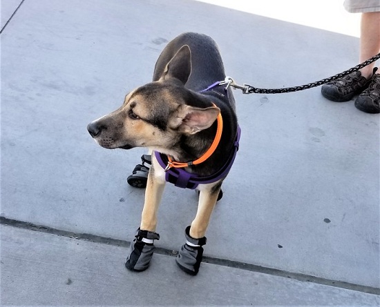 do dogs need boots?