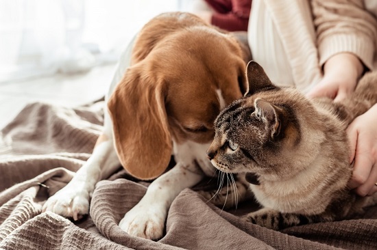tình bạn giữa chó và mèo