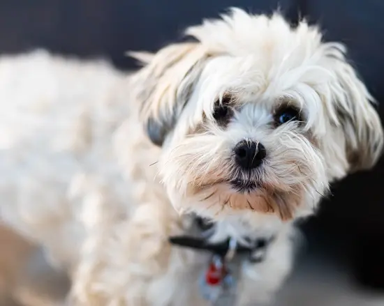 how much does it cost to buy a havanese dog